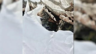 Illustration de l'article : « Elle avait tellement froid », disparue dans une tempête de neige après un accident, une chatte est retrouvée après 6 jours de recherches acharnées (vidéo)