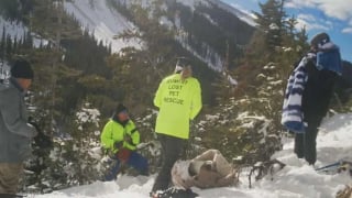 Illustration de l'article : « Elle avait tellement froid », disparue dans une tempête de neige après un accident, une chatte est retrouvée après 6 jours de recherches acharnées (vidéo)