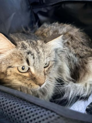 Illustration de l'article : « Elle avait tellement froid », disparue dans une tempête de neige après un accident, une chatte est retrouvée après 6 jours de recherches acharnées (vidéo)