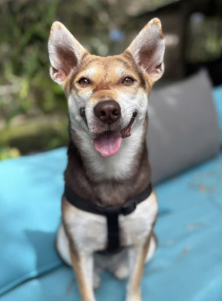 Illustration de l'article : Apr&egrave;s avoir &eacute;chapp&eacute; &agrave; l&rsquo;horreur du commerce de viande, cette chienne se laisse tendrement r&eacute;conforter par sa s&oelig;ur adoptive (vid&eacute;o)