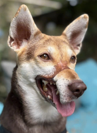 Illustration de l'article : Apr&egrave;s avoir &eacute;chapp&eacute; &agrave; l&rsquo;horreur du commerce de viande, cette chienne se laisse tendrement r&eacute;conforter par sa s&oelig;ur adoptive (vid&eacute;o)