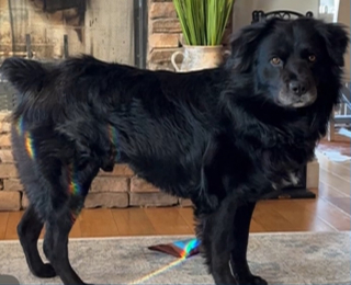 Illustration de l'article : Introuvable depuis un accident, ce chien en fugue baisse enfin la garde en reconnaissant une voix famili&egrave;re sur le t&eacute;l&eacute;phone d'un bon samaritain