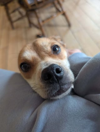 Illustration de l'article : Une dame &acirc;g&eacute;e ouvre sa porte en pleine vague de froid et d&eacute;couvre une chienne abandonn&eacute;e avec ses 5 chiots