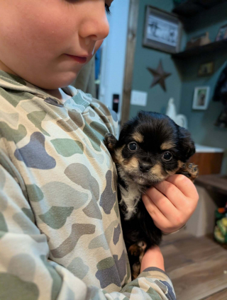 Illustration de l'article : Une dame &acirc;g&eacute;e ouvre sa porte en pleine vague de froid et d&eacute;couvre une chienne abandonn&eacute;e avec ses 5 chiots