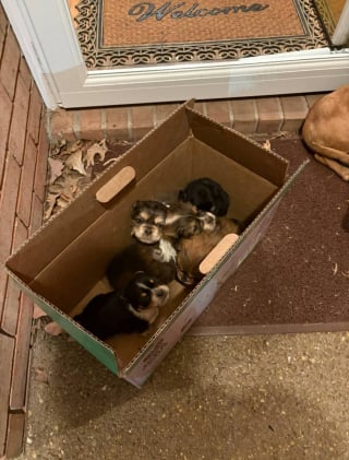 Illustration de l'article : Une dame &acirc;g&eacute;e ouvre sa porte en pleine vague de froid et d&eacute;couvre une chienne abandonn&eacute;e avec ses 5 chiots
