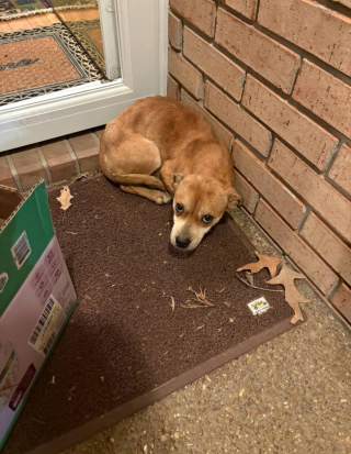 Illustration de l'article : Une dame &acirc;g&eacute;e ouvre sa porte en pleine vague de froid et d&eacute;couvre une chienne abandonn&eacute;e avec ses 5 chiots