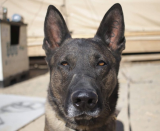 Illustration de l'article : S&eacute;par&eacute; de son partenaire de mission pendant 2 ans, un ma&icirc;tre-chien finit par le retrouver lors de sa retraite et d&eacute;cide de lui offrir une vie de famille