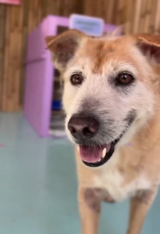 Illustration de l'article : Passant de la rue au paradis, ces chiens s&eacute;niors d&eacute;couvrent leur incroyable "Disneyland" inaugur&eacute; sp&eacute;cialement pour eux (vid&eacute;o)