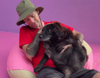 Illustration de l'article : Passant de la rue au paradis, ces chiens s&eacute;niors d&eacute;couvrent leur incroyable "Disneyland" inaugur&eacute; sp&eacute;cialement pour eux (vid&eacute;o)