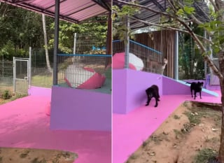 Illustration de l'article : Passant de la rue au paradis, ces chiens s&eacute;niors d&eacute;couvrent leur incroyable "Disneyland" inaugur&eacute; sp&eacute;cialement pour eux (vid&eacute;o)