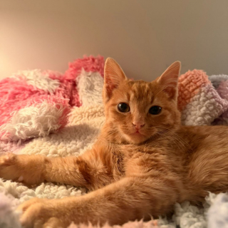 Illustration de l'article : Ce chat captiv&eacute; par le t&eacute;l&eacute;phone de son accueillant ne se doute pas que ce qu'il y &eacute;crit va changer sa vie (vid&eacute;o)