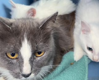 Illustration de l'article : Un homme g&eacute;n&eacute;reux d&eacute;couvre une chatte affam&eacute;e sous son porche et a vite compris qu'elle n'&eacute;tait pas venue seule mais cachait toute sa famille