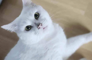 Illustration de l'article : Un homme g&eacute;n&eacute;reux d&eacute;couvre une chatte affam&eacute;e sous son porche et a vite compris qu'elle n'&eacute;tait pas venue seule mais cachait toute sa famille