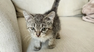 Illustration de l'article : Trouv&eacute; seul dans la rue, ce chaton de 500 grammes restera anormalement petit une fois adulte sans que cela freine son bonheur