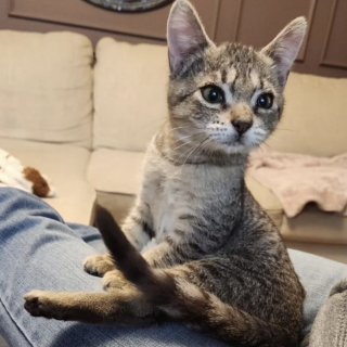 Illustration de l'article : Trouv&eacute; seul dans la rue, ce chaton de 500 grammes restera anormalement petit une fois adulte sans que cela freine son bonheur