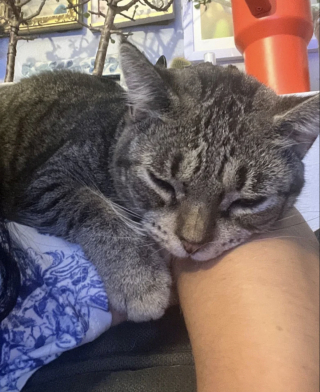 Illustration de l'article : Trouv&eacute; seul dans la rue, ce chaton de 500 grammes restera anormalement petit une fois adulte sans que cela freine son bonheur