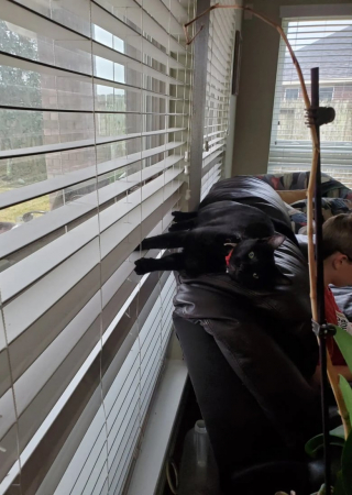 Illustration de l'article : Connu et aim&eacute; de ses voisins, ce chat au grand c&oelig;ur m&egrave;ne une vie bien plus riche que son adoptante ne l&rsquo;imaginait