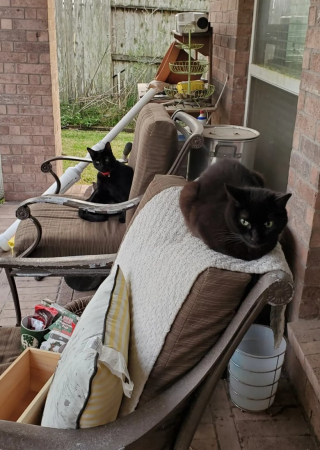 Illustration de l'article : Connu et aim&eacute; de ses voisins, ce chat au grand c&oelig;ur m&egrave;ne une vie bien plus riche que son adoptante ne l&rsquo;imaginait