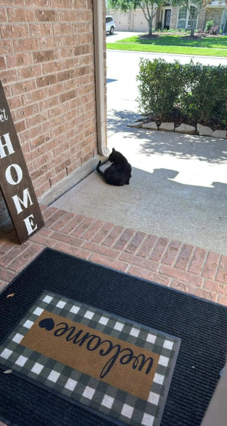 Illustration de l'article : Connu et aim&eacute; de ses voisins, ce chat au grand c&oelig;ur m&egrave;ne une vie bien plus riche que son adoptante ne l&rsquo;imaginait