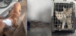 Illustration de l'article : Les gendarmes retournent dans cet appartement de l'Oise six mois apr&egrave;s une saisie record et d&eacute;couvrent avec col&egrave;re de nouvelles victimes encag&eacute;es