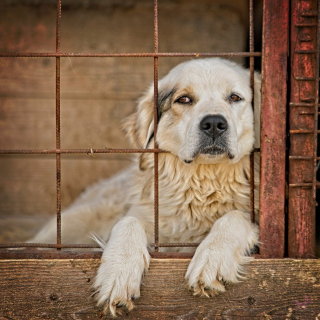 Illustration de l'article : Les gendarmes retournent dans cet appartement de l'Oise six mois apr&egrave;s une saisie record et d&eacute;couvrent avec col&egrave;re de nouvelles victimes encag&eacute;es