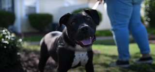 Illustration de l'article : Encha&icirc;n&eacute; dehors en permanence, priv&eacute; de soins et d'amour, ce chiot retrouve la joie de vivre gr&acirc;ce &agrave; des personnes au grand coeur (vid&eacute;o)