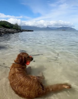 Illustration de l'article : &laquo; Il m'a sauv&eacute;e &raquo;, un Golden Retriever affam&eacute; trouv&eacute; seul dans la montagne renoue avec le bonheur et change la vie de sa ma&icirc;tresse (vid&eacute;o)
