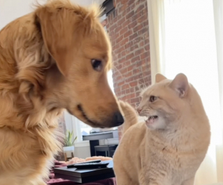 Illustration de l'article : &laquo; Le passe-temps pr&eacute;f&eacute;r&eacute; &raquo; de ce chien est de faire tourner le chat de la famille en bourrique (vid&eacute;o)