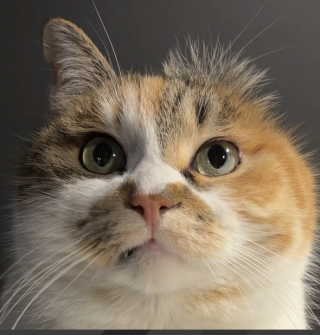 Illustration de l'article : De victime du commerce de viande &agrave; acrobate intr&eacute;pide, cette chatte &agrave; 3 pattes d&eacute;fie la gravit&eacute; dans les arbres (vid&eacute;o)