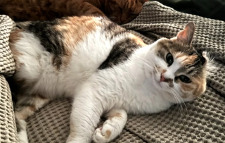 Illustration de l'article : De victime du commerce de viande &agrave; acrobate intr&eacute;pide, cette chatte &agrave; 3 pattes d&eacute;fie la gravit&eacute; dans les arbres (vid&eacute;o)