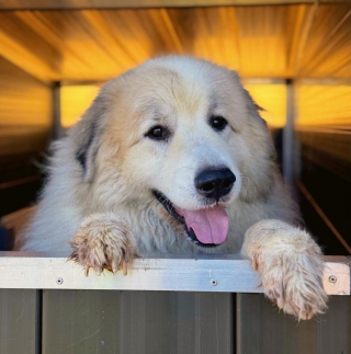 Illustration de l'article : 3 mois apr&egrave;s la disparition de leur chien, ils parcourent 700 kilom&egrave;tres pour rencontrer un autre Patou c&eacute;d&eacute; au refuge par sa famille