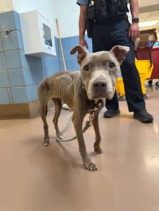 Illustration de l'article : Agenouillés devant une chienne squelettique, les bénévoles découvrent dans son regard un espoir qui transforme sa vie