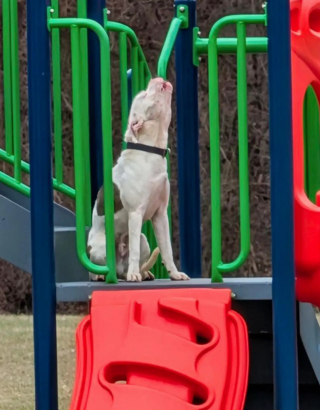 Illustration de l'article : Hurlant de d&eacute;sespoir depuis 3 jours dans une cour d'&eacute;cole, un chien esseul&eacute; et m&eacute;fiant se d&eacute;tend d&egrave;s qu'on lui met une laisse