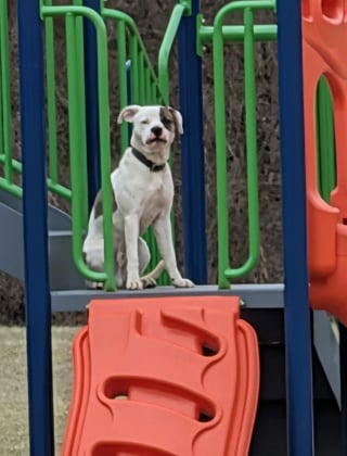 Illustration de l'article : Hurlant de d&eacute;sespoir depuis 3 jours dans une cour d'&eacute;cole, un chien esseul&eacute; et m&eacute;fiant se d&eacute;tend d&egrave;s qu'on lui met une laisse