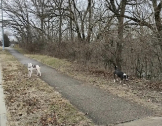 Illustration de l'article : Hurlant de d&eacute;sespoir depuis 3 jours dans une cour d'&eacute;cole, un chien esseul&eacute; et m&eacute;fiant se d&eacute;tend d&egrave;s qu'on lui met une laisse