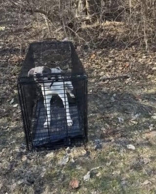 Illustration de l'article : Hurlant de d&eacute;sespoir depuis 3 jours dans une cour d'&eacute;cole, un chien esseul&eacute; et m&eacute;fiant se d&eacute;tend d&egrave;s qu'on lui met une laisse