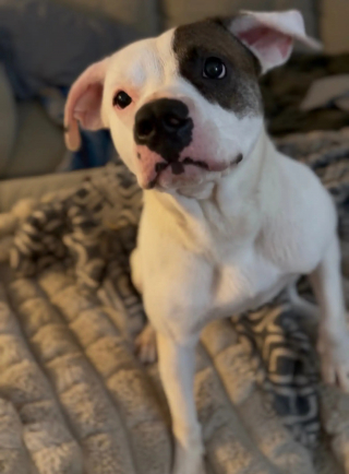 Illustration de l'article : Hurlant de d&eacute;sespoir depuis 3 jours dans une cour d'&eacute;cole, un chien esseul&eacute; et m&eacute;fiant se d&eacute;tend d&egrave;s qu'on lui met une laisse