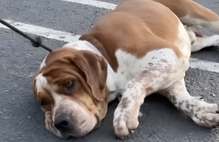 Illustration de l'article : Les retrouvailles &eacute;mouvantes de ces 2 fr&egrave;res canins abandonn&eacute;s et destin&eacute;s &agrave; l&rsquo;euthanasie