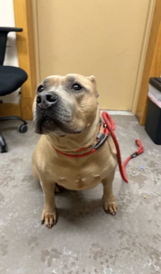 Illustration de l'article : Pouss&eacute;e hors d'une voiture par -24&deg;C, cette chienne abandonn&eacute;e se laisse convaincre de recevoir de l'aide gr&acirc;ce &agrave; une saucisse