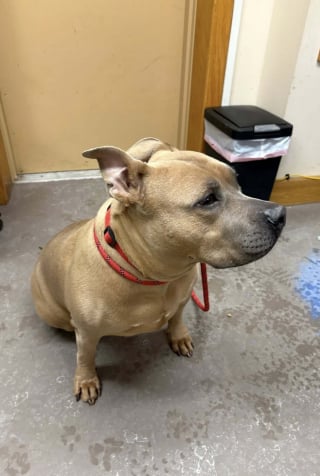 Illustration de l'article : Pouss&eacute;e hors d'une voiture par -24&deg;C, cette chienne abandonn&eacute;e se laisse convaincre de recevoir de l'aide gr&acirc;ce &agrave; une saucisse