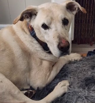 Illustration de l'article : &laquo; J'ai cru l'avoir perdu &agrave; jamais &raquo;, un chien s&eacute;nior dispara&icirc;t en glissant le long d'une falaise et d&eacute;clenche une mobilisation exceptionnelle