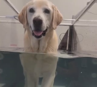 Illustration de l'article : Paralysé après un accident, ce Labrador retrouve sa joie de vivre grâce à un cadeau inespéré provenant d'un congénère
