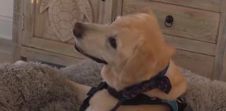 Illustration de l'article : Paralysé après un accident, ce Labrador retrouve sa joie de vivre grâce à un cadeau inespéré provenant d'un congénère