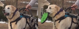Illustration de l'article : Paralysé après un accident, ce Labrador retrouve sa joie de vivre grâce à un cadeau inespéré provenant d'un congénère