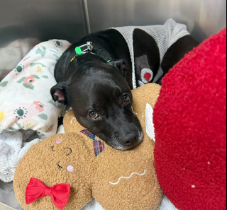 Illustration de l'article :  &laquo; Personne n'a jamais baiss&eacute; les bras &raquo;, une chienne survit contre toute attente apr&egrave;s 17 minutes d&rsquo;arr&ecirc;t cardiaque caus&eacute; par des m&eacute;dicaments humains (vid&eacute;o)