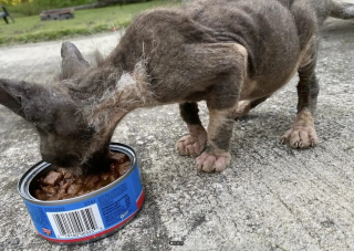Illustration de l'article : En rentrant chez elle, une famille voit un chat affam&eacute; et au pelage clairsem&eacute; s'approcher pour demander de l'aide