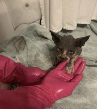 Illustration de l'article : En rentrant chez elle, une famille voit un chat affam&eacute; et au pelage clairsem&eacute; s'approcher pour demander de l'aide