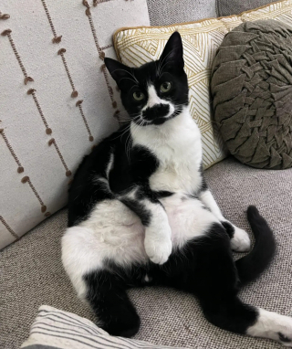 Illustration de l'article : En rentrant chez elle, une famille voit un chat affam&eacute; et au pelage clairsem&eacute; s'approcher pour demander de l'aide