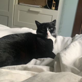 Illustration de l'article : &laquo; C'&eacute;tait indescriptible &raquo;, gr&acirc;ce &agrave; la solidarit&eacute; de la communaut&eacute;, une femme retrouve son chat d'enfance apr&egrave;s des semaines de disparition angoissantes (vid&eacute;o)