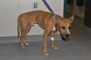 Illustration de l'article : &laquo; On ne peut pas imaginer une journ&eacute;e sans lui &raquo;, ce chien autrefois maltrait&eacute; est aujourd&rsquo;hui le pilier irrempla&ccedil;able de sa nouvelle famille